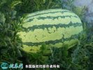 2021年4月24日金城5号西瓜价格...