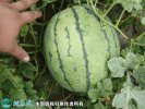 2021年4月24日京欣西瓜价格行情...