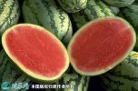 2021年4月24日无籽西瓜价格行情...