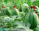 2021年4月24日早春红玉西瓜价格...