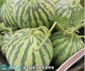 2021年4月24日早佳西瓜价格行情...