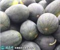 2021年4月24日黑美人西瓜价格行...