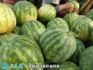 2021年4月24日金花西瓜价格行情...