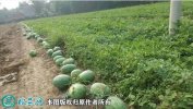 2021年4月24日龙卷风西瓜价格行...