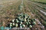 2021年4月24日打瓜价格行情、今...