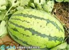 2021年4月24日冠龙西瓜价格行情...