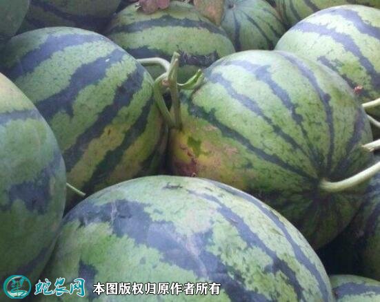 2021年4月25日双星西瓜价格行情、今日双星西瓜多少钱一斤?