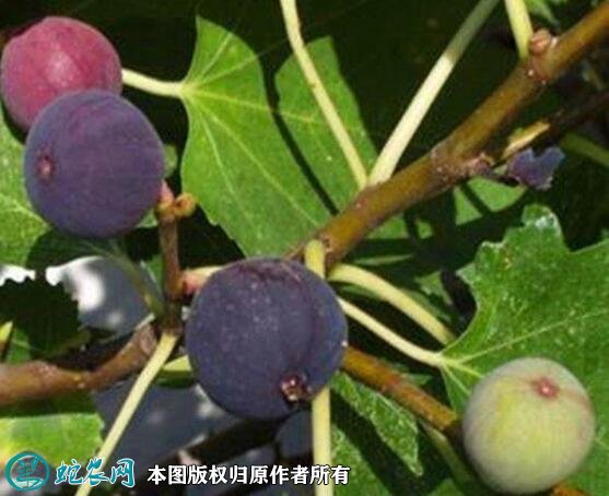 2021年4月25日波姬红无花果价格行情、今日波姬红无花果多少钱一斤?