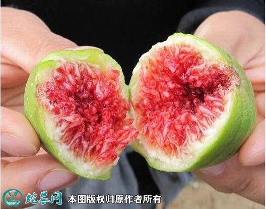 2021年4月25日布兰瑞克无花果价格行情、今日布兰瑞克无花果多少钱一斤?