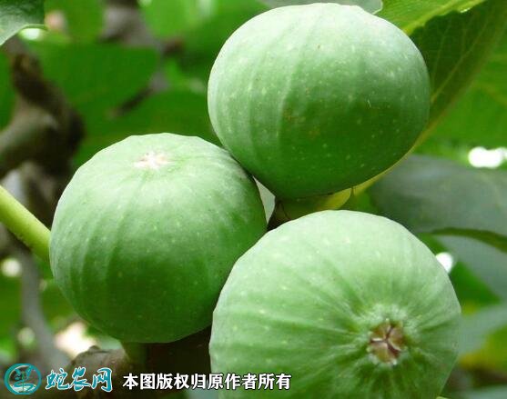 2021年4月25日威海青皮无花果价格行情、今日威海青皮无花果多少钱一斤?