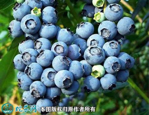 2021年4月25日蓝莓价格行情、今日各种蓝莓多少钱一斤？