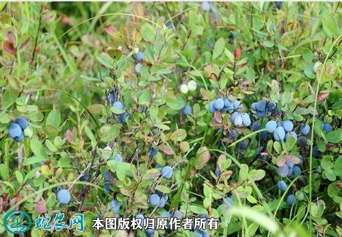 2021年4月25日野生蓝莓价格行情、今日野生蓝莓多少钱一斤?