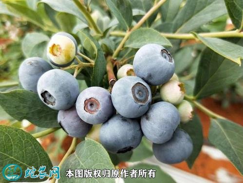 2021年4月25日蓝丰蓝莓价格行情、今日蓝丰蓝莓多少钱一斤?