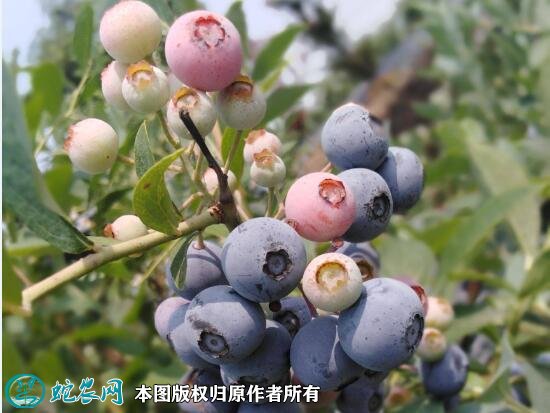 2021年4月25日兔眼蓝莓价格行情、今日兔眼蓝莓多少钱一斤?