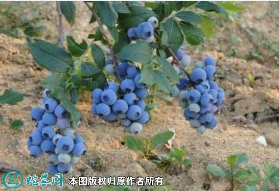 2021年4月25日奥尼尔蓝莓价格行情、今日奥尼尔蓝莓多少钱一斤?