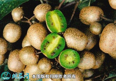 2021年4月25日野生猕猴桃价格行情、今日野生猕猴桃多少钱一斤?