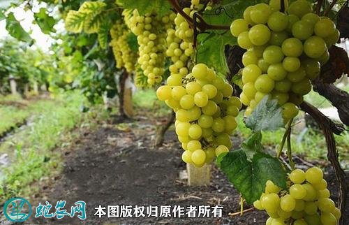 2021年4月25日阳光玫瑰葡萄价格行情、今日阳光玫瑰葡萄多少钱一斤?