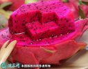 2021年4月25日红皮红肉火龙果价...