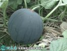 2021年4月25日墨童西瓜价格行情...
