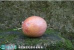 2021年4月25日满天星百香果价格...