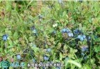 2021年4月25日野生蓝莓价格行情...