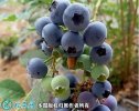 2021年4月25日北陆蓝莓价格行情...
