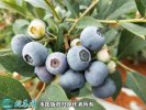 2021年4月25日蓝丰蓝莓价格行情...