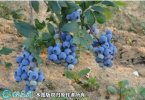 2021年4月25日奥尼尔蓝莓价格行...
