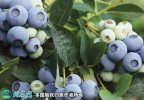 2021年4月25日绿宝石蓝莓价格行...
