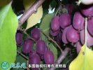 2021年4月25日软枣猕猴桃价格行...
