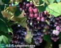 2021年4月25日夏黑葡萄价格行情...