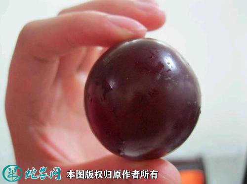 2021年4月26日乒乓球葡萄价格行情、今日金藤葡萄多少钱一斤？