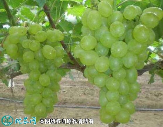 2021年4月26日维多利亚葡萄价格行情、今日维多利亚葡萄多少钱一斤？