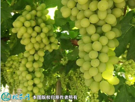 2021年4月26日无籽露葡萄价格行情、今日无核白葡萄多少钱一斤？