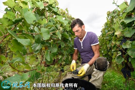 2021年4月26日酿酒葡萄价格行情、今日酿酒葡萄多少钱一斤？