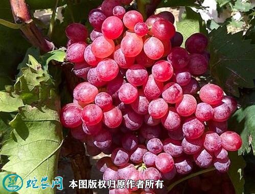 2021年4月26日红宝石葡萄价格行情、今日红宝石无核葡萄多少钱一斤?