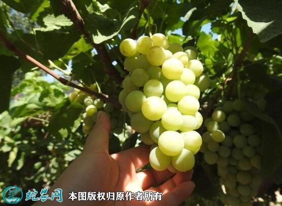 2021年4月26日水晶葡萄价格行情、今日水晶葡萄多少钱一斤?