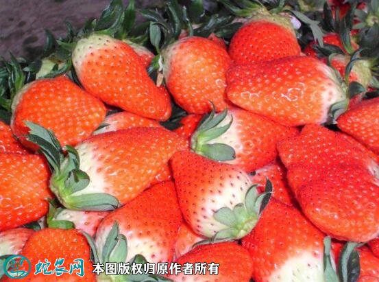 2021年4月26日章姬草莓价格行情、今日章姬草莓多少钱一斤?