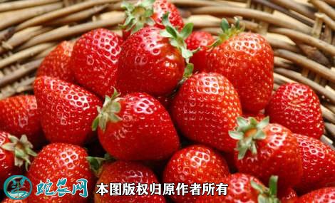 2021年4月26日宁玉草莓价格行情、今日宁玉草莓多少钱一斤?