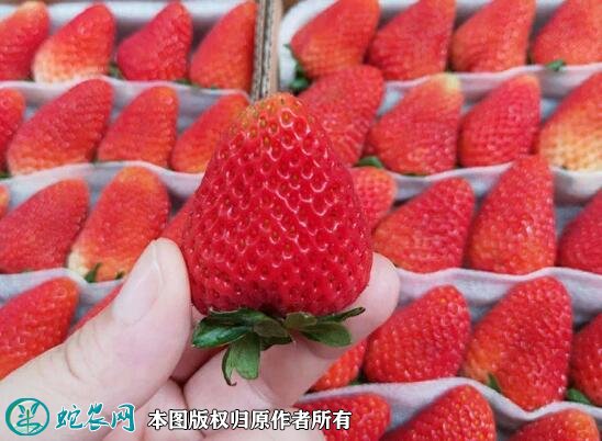 2021年4月26日蒙特瑞草莓价格行情、今日蒙特瑞四季草莓多少钱一斤?