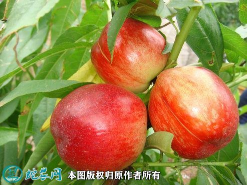 2021年4月26日油桃价格行情、今日各种油桃多少钱一斤?