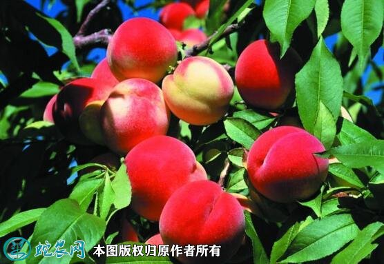 2021年4月26日红桃价格行情、今日各种红桃多少钱一斤?