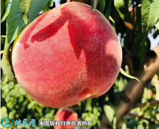 2021年4月26日永莲蜜桃价格行情、今日永莲蜜桃多少钱一斤?