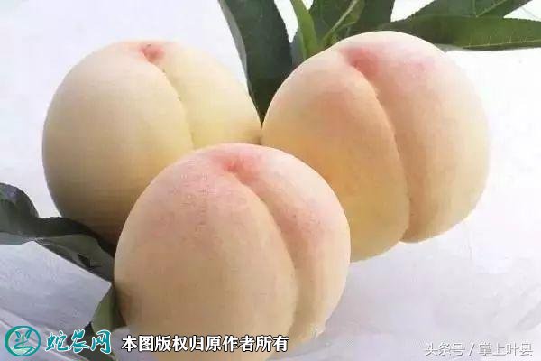 2021年4月26日白桃价格行情、今日白桃多少钱一斤?