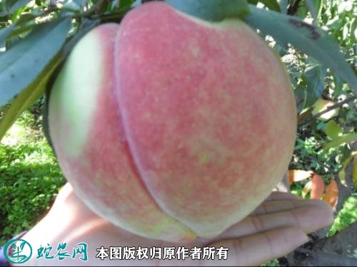 2021年4月26日中华寿桃价格行情、今日中华寿桃多少钱一斤?