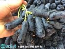2021年4月26日蓝宝石葡萄价格行...