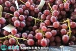 2021年4月26日京亚葡萄价格行情...