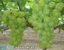 2021年4月26日维多利亚葡萄价格...