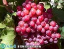 2021年4月26日红宝石葡萄价格行...