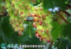 2021年4月26日美人指葡萄价格行...